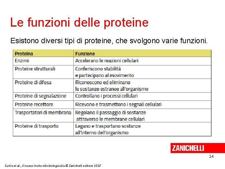 Le funzioni delle proteine Esistono diversi tipi di proteine, che svolgono varie funzioni. 24