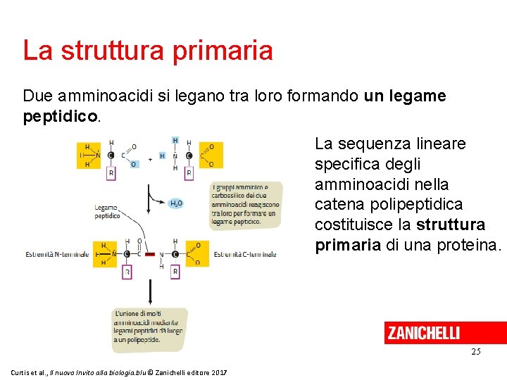 La struttura primaria Due amminoacidi si legano tra loro formando un legame peptidico. La