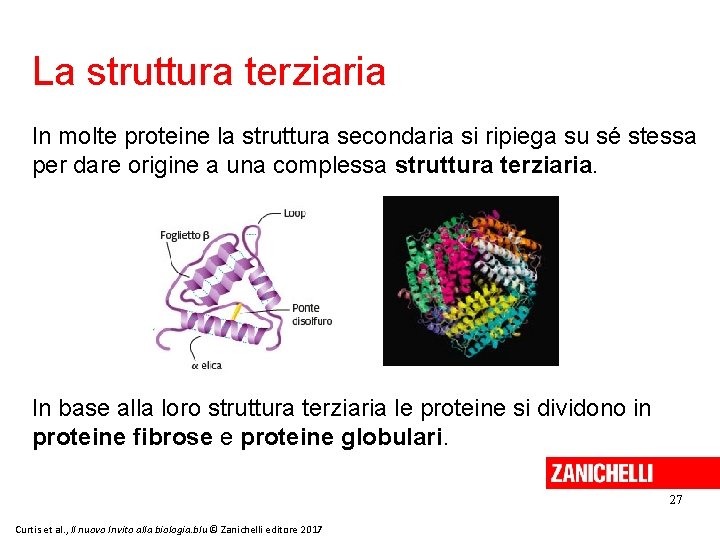 La struttura terziaria In molte proteine la struttura secondaria si ripiega su sé stessa