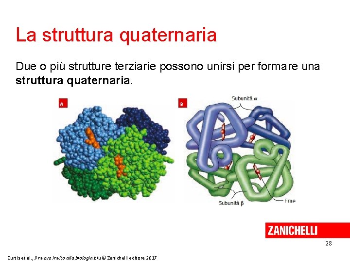 La struttura quaternaria Due o più strutture terziarie possono unirsi per formare una struttura