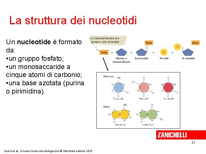 La struttura dei nucleotidi Un nucleotide è formato da: • un gruppo fosfato; •