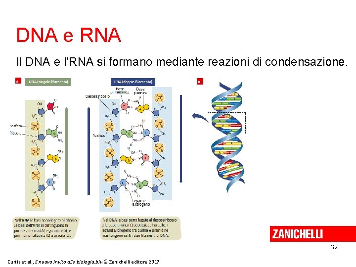 DNA e RNA Il DNA e l’RNA si formano mediante reazioni di condensazione. 32