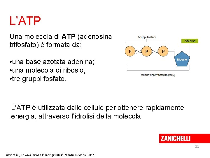 L’ATP Una molecola di ATP (adenosina trifosfato) è formata da: • una base azotata