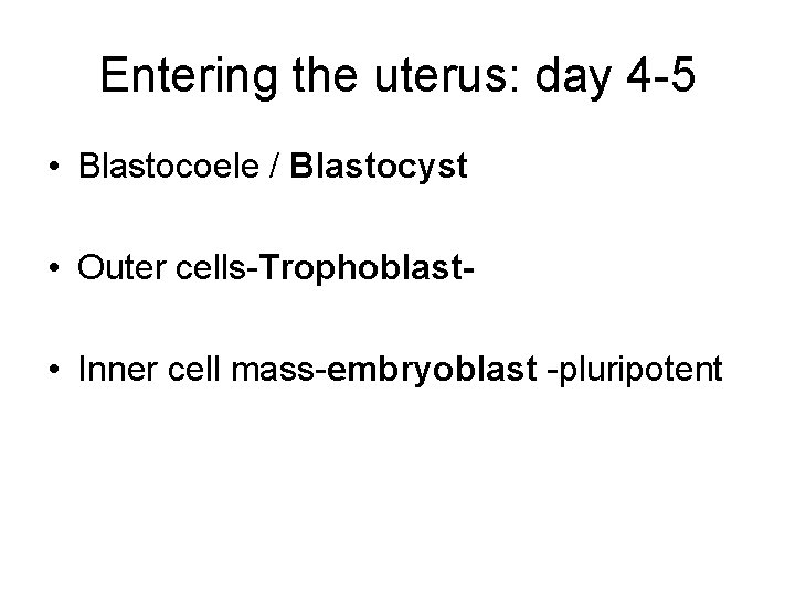 Entering the uterus: day 4 -5 • Blastocoele / Blastocyst • Outer cells-Trophoblast •