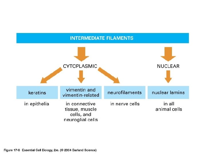 17_06_filam_categories. jpg 
