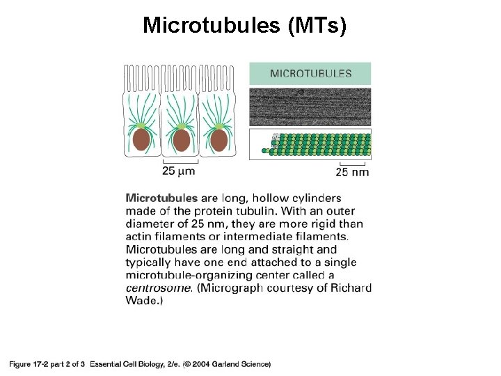 Microtubules (MTs) 17_02_02_protein_filament. jpg 