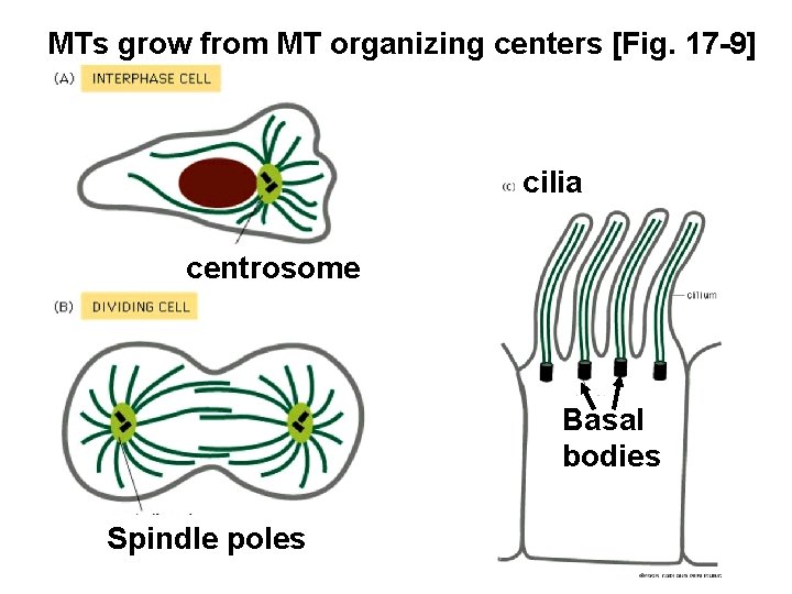 MTs grow from MT organizing centers [Fig. 17 -9] cilia centrosome Basal bodies Spindle