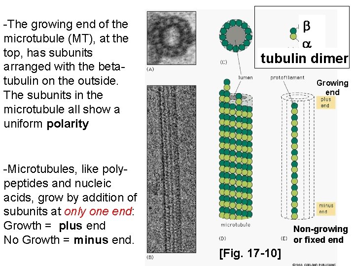 -The growing end of the microtubule (MT), at the top, has subunits arranged with