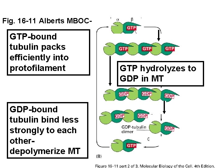 Fig. 16 -11 Alberts MBOC- GTP-bound tubulin packs efficiently into protofilament GDP-bound tubulin bind