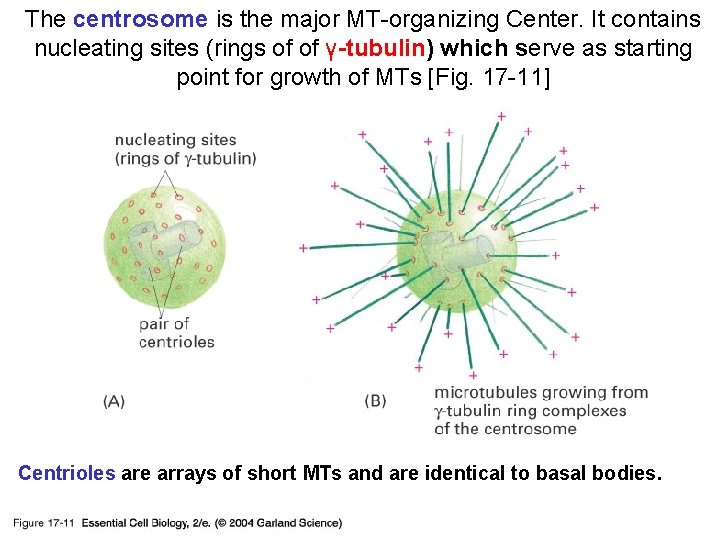 The centrosome is the major MT-organizing Center. It contains nucleating sites (rings of of
