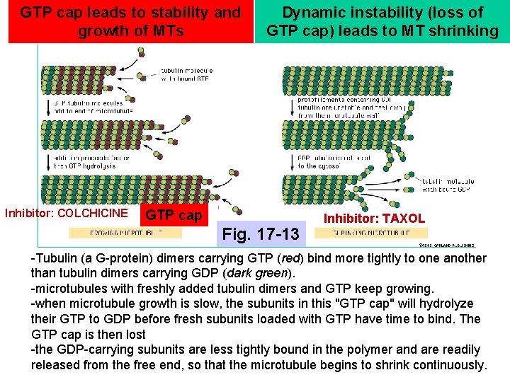 GTP cap leads to stability and growth of MTs Inhibitor: COLCHICINE Dynamic instability (loss