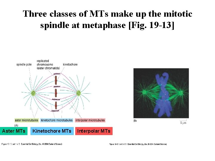 Three classes of MTs make up the mitotic spindle at metaphase [Fig. 19 -13]