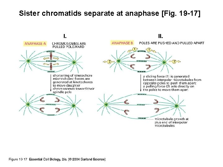 Sister chromatids separate at anaphase [Fig. 19 -17] I. II. 