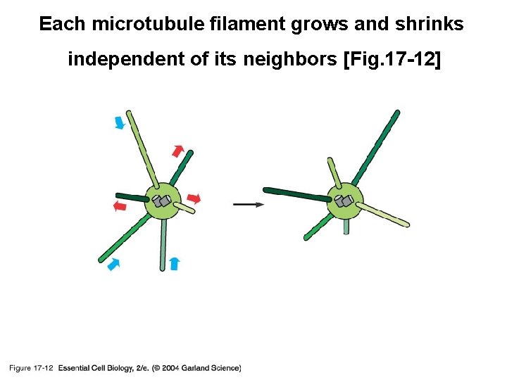 Each microtubule filament grows and shrinks independent of its neighbors [Fig. 17 -12] 17_12_grows_shrinks.