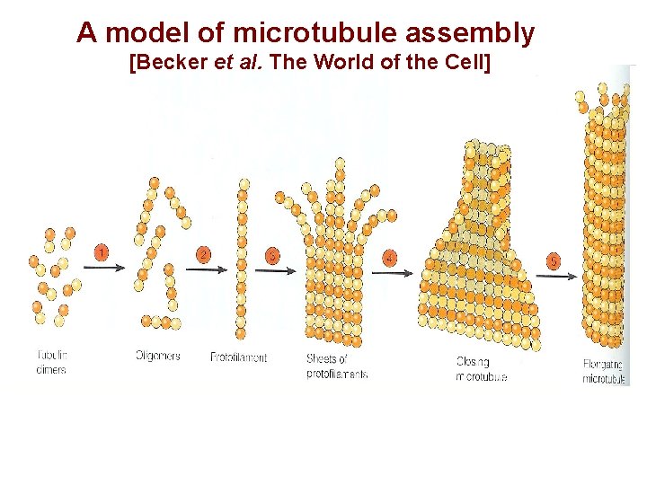 A model of microtubule assembly [Becker et al. The World of the Cell] 