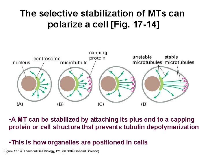 The selective stabilization of MTs can polarize a cell [Fig. 17 -14] 17_14_polarize_cell. jpg