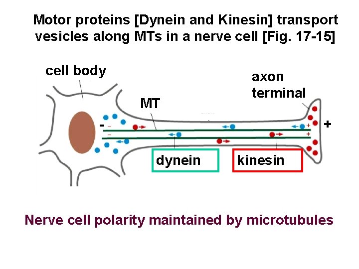 Motor proteins [Dynein and Kinesin] transport vesicles along MTs in a nerve cell [Fig.