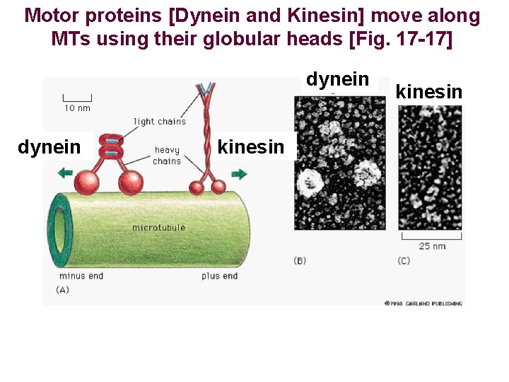 Motor proteins [Dynein and Kinesin] move along MTs using their globular heads [Fig. 17