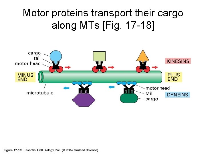 Motor proteins transport their cargo along MTs [Fig. 17 -18] 17_18_motor_proteins. jpg 