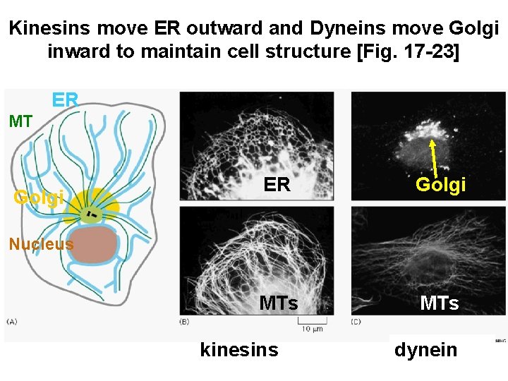 Kinesins move ER outward and Dyneins move Golgi inward to maintain cell structure [Fig.