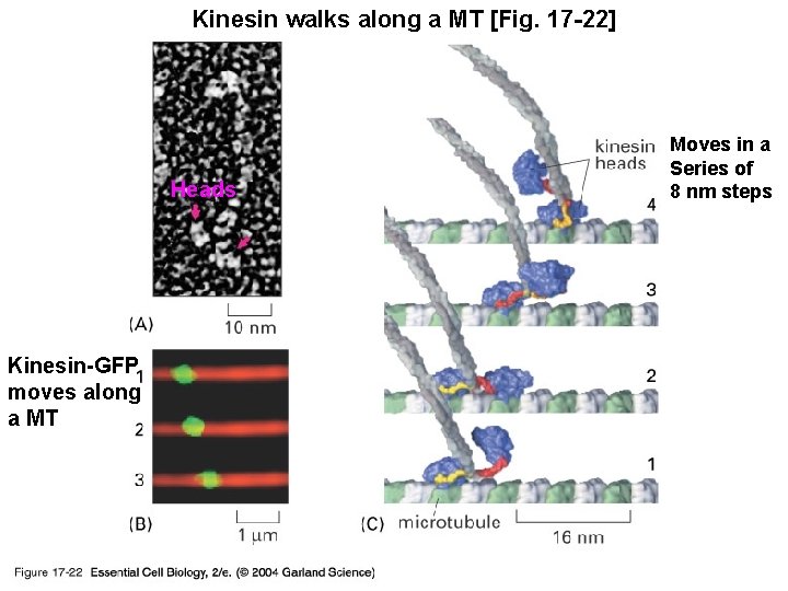 Kinesin walks along a MT [Fig. 17 -22] 17_22_kinesin_moves. jpg Heads Kinesin-GFP moves along