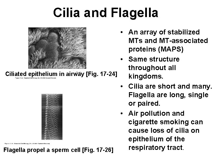 Cilia and Flagella • An array of stabilized MTs and MT-associated proteins (MAPS) •