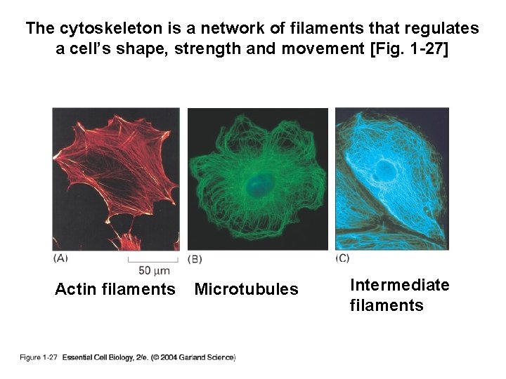 The cytoskeleton is a network of filaments that regulates a cell’s shape, strength and