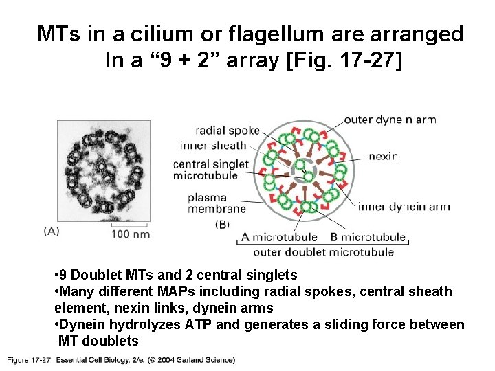 MTs in a cilium or flagellum are arranged In a “ 9 + 2”
