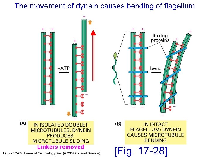 The movement of dynein causes bending of flagellum 17_28_dynein_flagell. jpg Linkers removed [Fig. 17