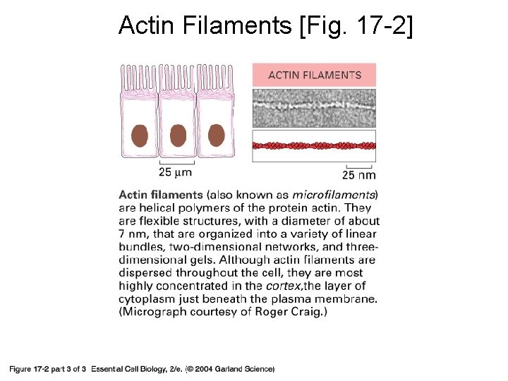Actin Filaments [Fig. 17 -2] 17_02_03_protein_filament. jpg 