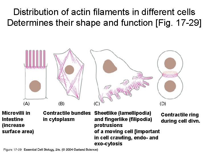 Distribution of actin filaments in different cells Determines their shape and function [Fig. 17