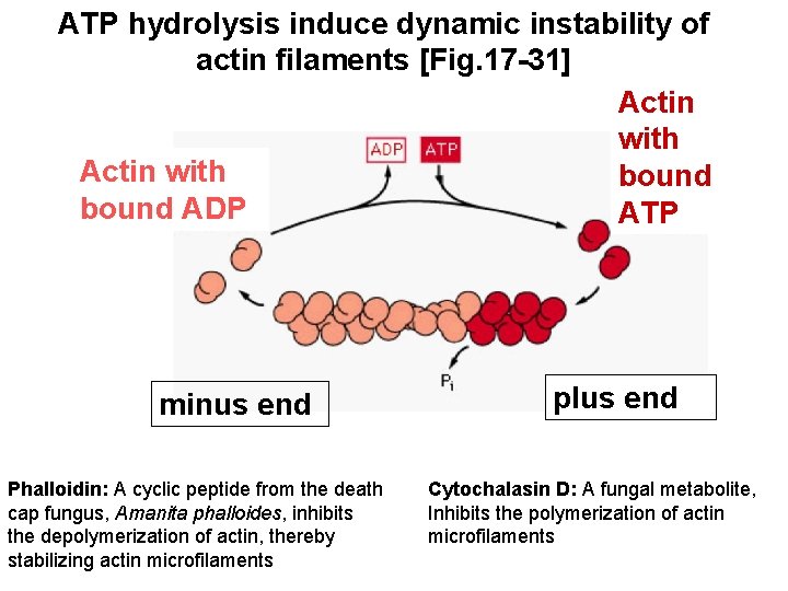 ATP hydrolysis induce dynamic instability of actin filaments [Fig. 17 -31] Actin with bound