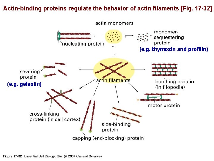 Actin-binding proteins regulate the behavior of actin filaments [Fig. 17 -32] 17_32_Actin_binding. jpg (e.