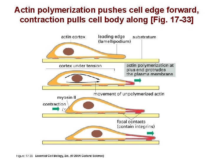 Actin polymerization pushes cell edge forward, contraction pulls cell body along [Fig. 17 -33]