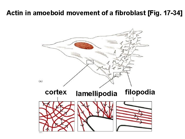 Actin in amoeboid movement of a fibroblast [Fig. 17 -34] cortex lamellipodia filopodia 