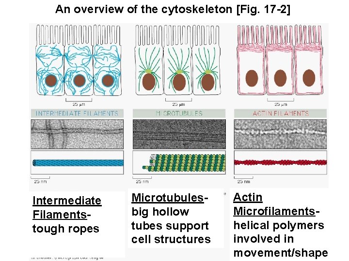 An overview of the cytoskeleton [Fig. 17 -2] Intermediate Filamentstough ropes Microtubulesbig hollow tubes