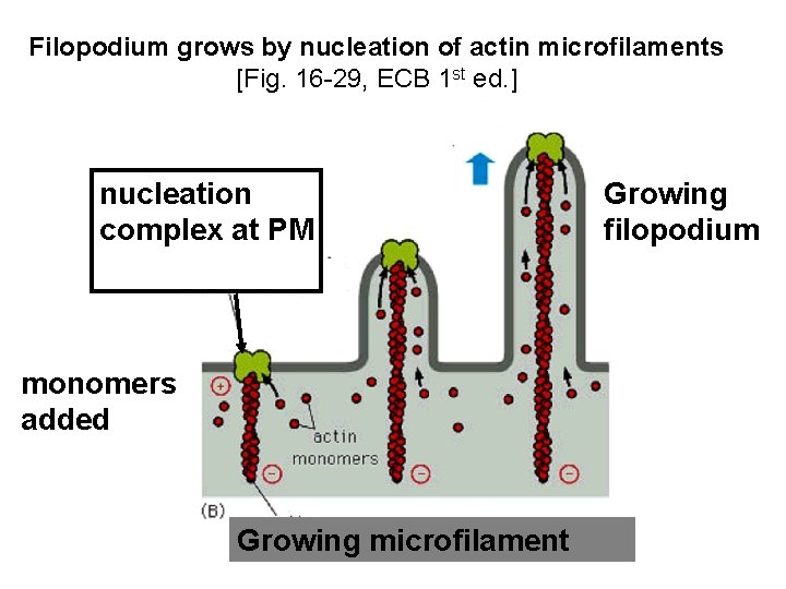 Filopodium grows by nucleation of actin microfilaments [Fig. 16 -29, ECB 1 st ed.