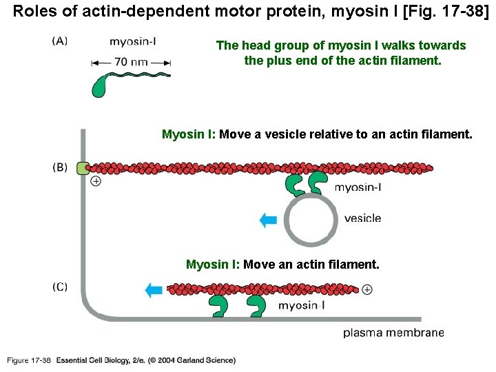 Roles of actin-dependent motor protein, myosin I [Fig. 17 -38] The head group of