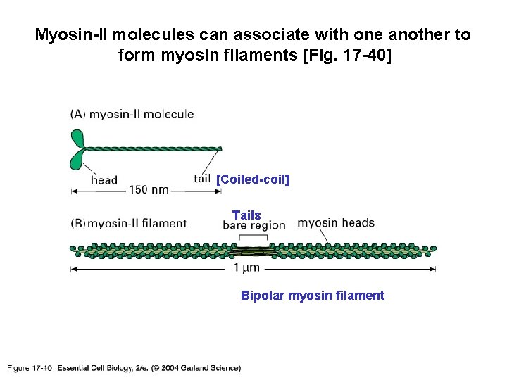 Myosin-II molecules can associate with one another to form myosin filaments [Fig. 17 -40]