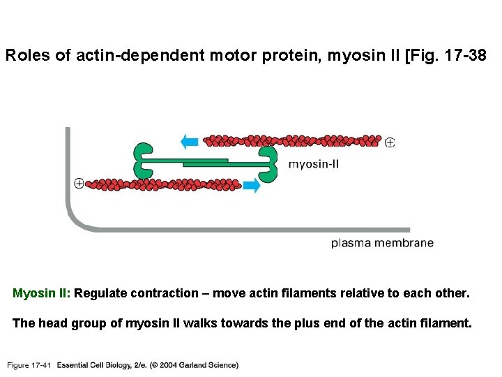 Roles of actin-dependent motor protein, myosin II [Fig. 17 -38 17_41_slide_actin. jpg Myosin II: