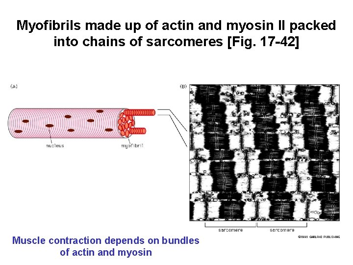 Myofibrils made up of actin and myosin II packed into chains of sarcomeres [Fig.