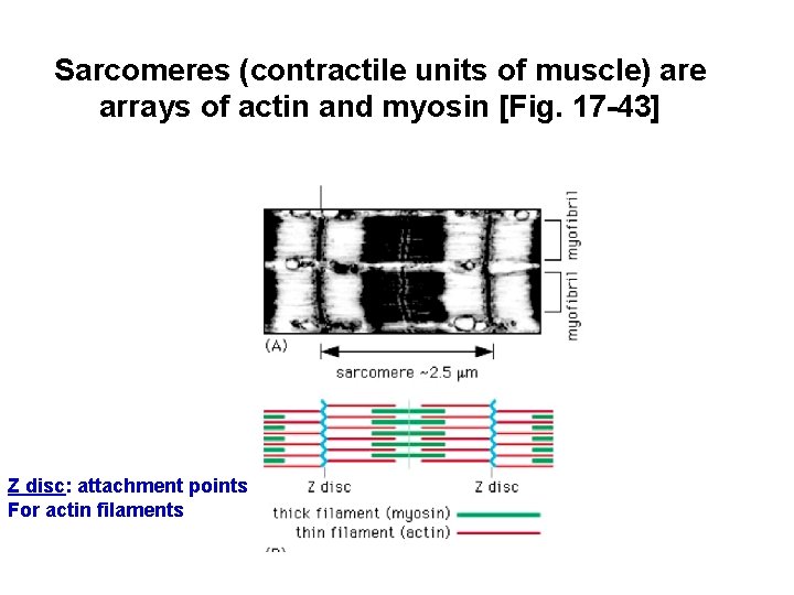 Sarcomeres (contractile units of muscle) are arrays of actin and myosin [Fig. 17 -43]
