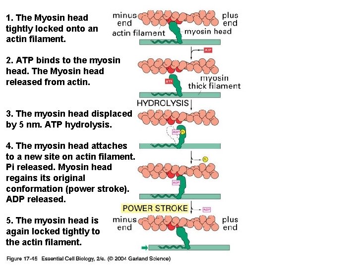 1. The Myosin head tightly locked onto an actin filament. 17_45_myosin_walks. jpg 2. ATP