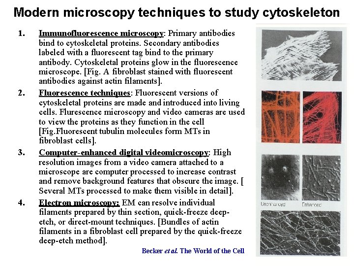 Modern microscopy techniques to study cytoskeleton 1. 2. 3. 4. Immunofluorescence microscopy: Primary antibodies