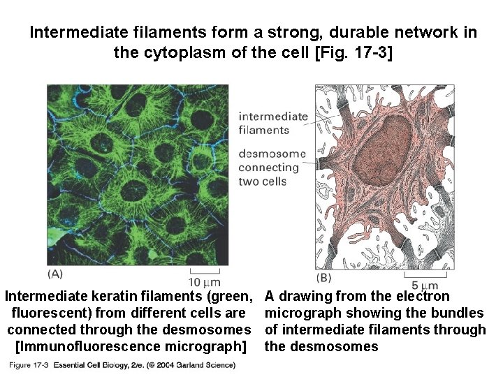 Intermediate filaments form a strong, durable network in the cytoplasm of the cell [Fig.