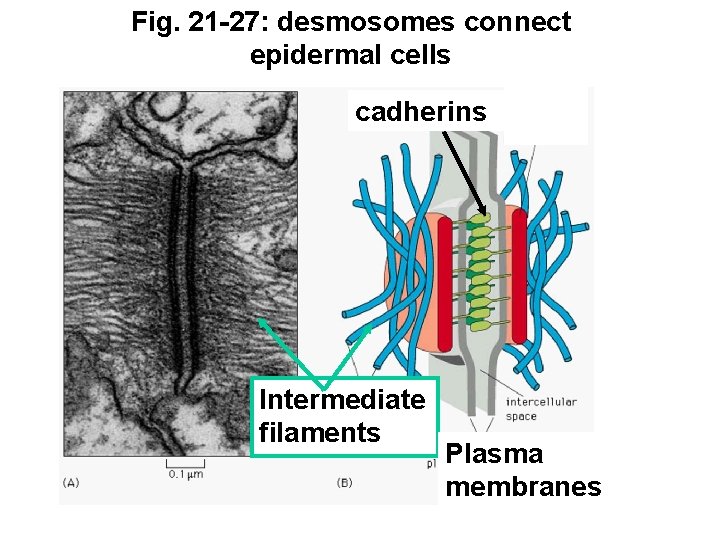 Fig. 21 -27: desmosomes connect epidermal cells cadherins Intermediate filaments Plasma membranes 