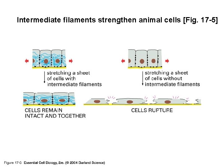 Intermediate filaments strengthen animal cells [Fig. 17 -5] 17_05_strengthen_cells. jpg 