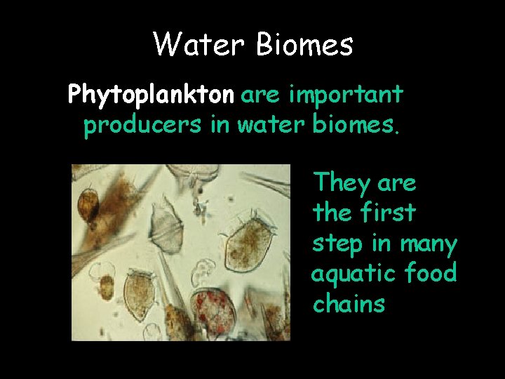 Water Biomes Phytoplankton are important producers in water biomes. They are the first step