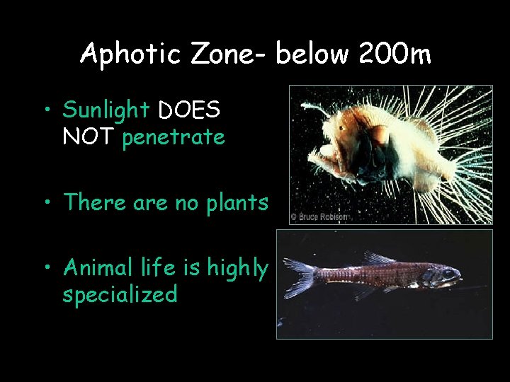 Aphotic Zone- below 200 m • Sunlight DOES NOT penetrate • There are no
