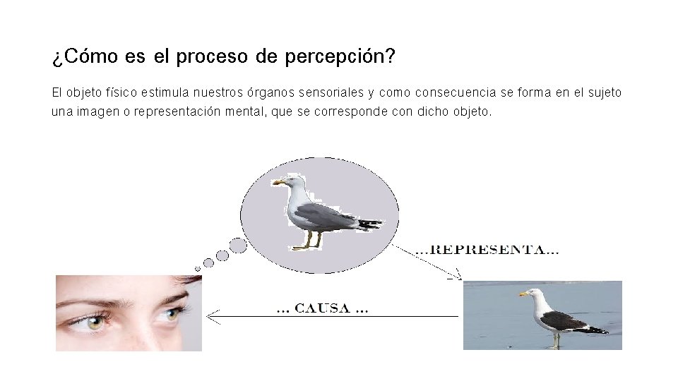 ¿Cómo es el proceso de percepción? El objeto físico estimula nuestros órganos sensoriales y